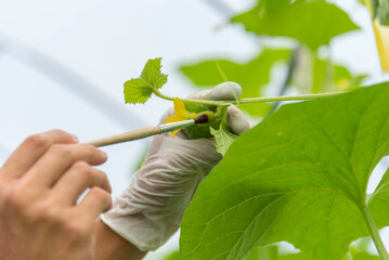 Use Natural hormones for parthenogenesis for insemination pollination the melon flower 
