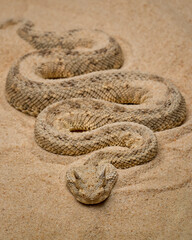 Cerastes cerastes or Saharan Horned Viper, or Desert Horned Viper, is a venomous viper species found in the deserts of North Africa and parts of the Middle East. 