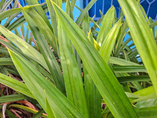 Obraz premium Green pandan leaves, often used as a natural food coloring and food aroma enhancer
