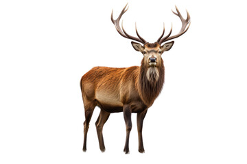 Fototapeta premium A majestic red deer stag with large antlers standing proudly isolated on white background