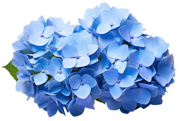 A macro shot of a cluster of blue hydrangea flowers with soft, velvety petals and subtle color gradients, isolated on white background
