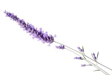 A lavender flower with a soft focus effect, emphasizing its gentle curves and subtle hues, isolated on a white background