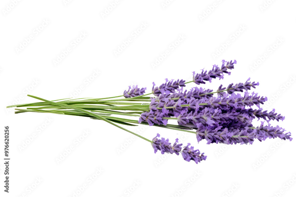 Poster a lavender flower with a soft focus effect, emphasizing its gentle curves and subtle hues, isolated 