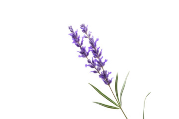 Obraz premium A lavender flower with a soft focus effect, emphasizing its gentle curves and subtle hues, isolated on a white background