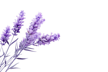 A lavender flower with a soft focus effect, emphasizing its gentle curves and subtle hues, isolated on a white background