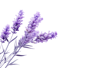 A lavender flower with a soft focus effect, emphasizing its gentle curves and subtle hues, isolated on a white background