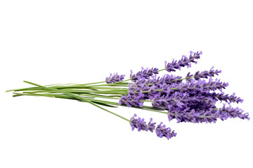 A lavender flower with a soft focus effect, emphasizing its gentle curves and subtle hues, isolated on a white background © Oratai