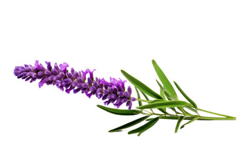 Naklejka premium A lavender flower with a soft focus effect, emphasizing its gentle curves and subtle hues, isolated on a white background