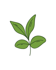 branch with green leaves