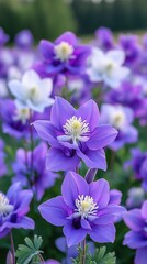 Fototapeta premium Delicate purple and white columbine flowers blooming in spring garden