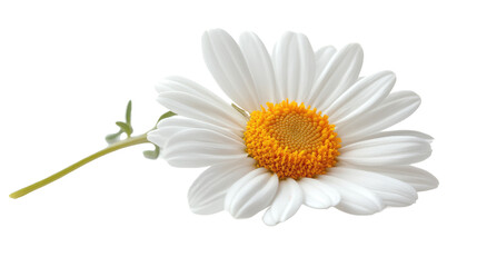 Fototapeta premium daisy isolated on white background