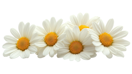 daisies isolated on white background