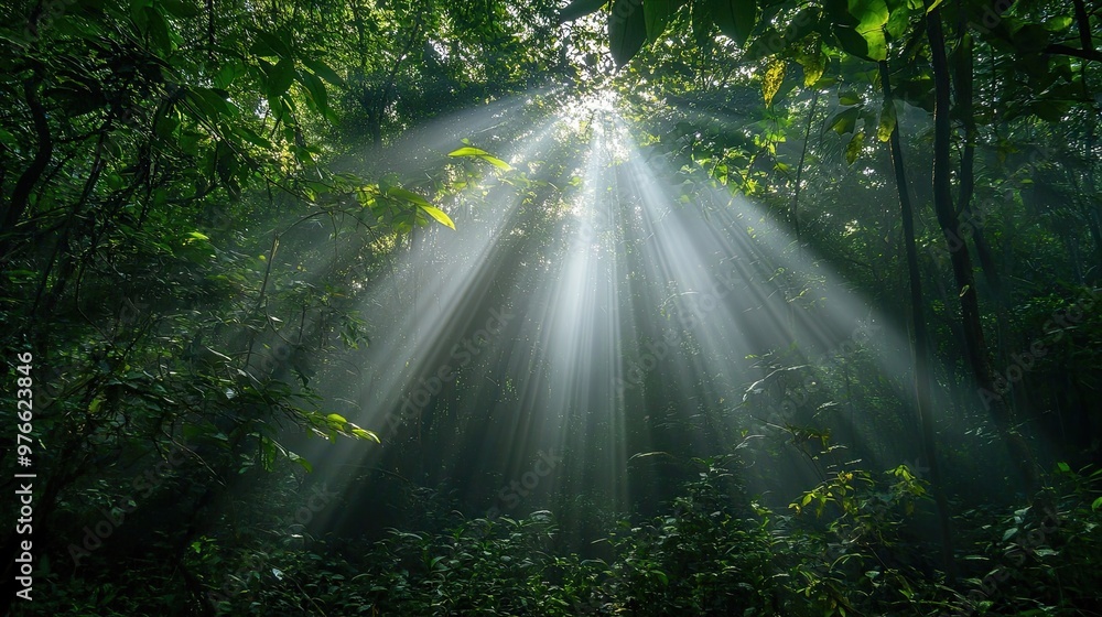 Poster sunbeams filtering through a dense forest canopy.