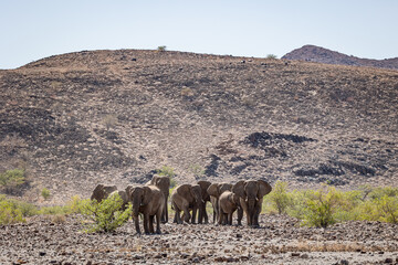 Desert Elephants, Twyfelfontein, Damaraland Namibia