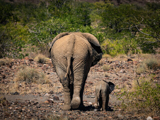 Desert Elephants, Twyfelfontein, Damaraland Namibia