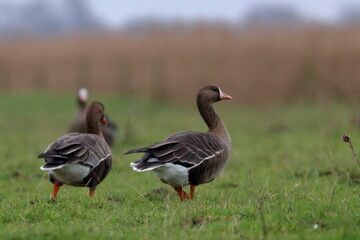 goose