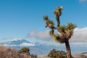 A Joshua Tree National Park landscape shot, taken on a winter afternoon.