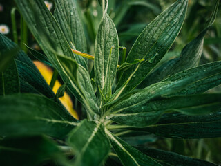 Green plant leaves