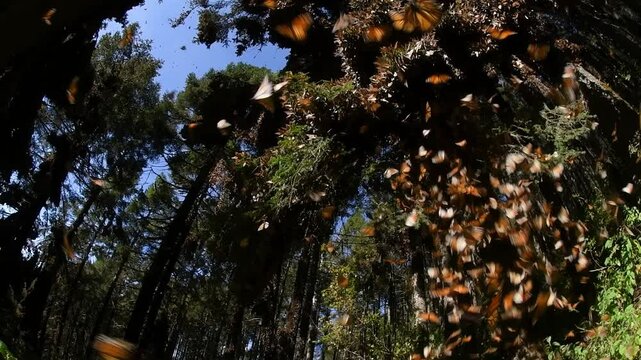 A stunning display of Monarch butterflies taking flight in a forest sanctuary, highlighting the beauty of their migration through a lush natural habitat.