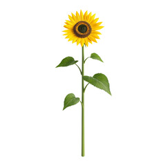 Fototapeta premium Bright sunflower with green leaves isolated on a transparent background