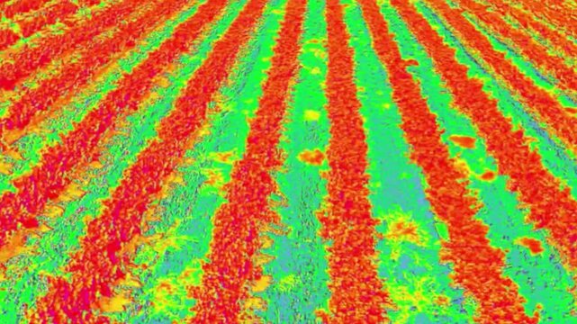 Multispectral images generated with DJI multispectral drone of vineyard fields angel 45&ordm; camera, lateral rigth travelling field vineyards lineal view multiespectral middel plane