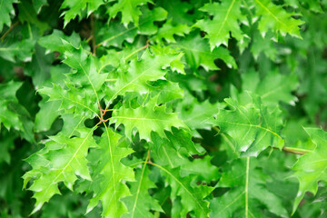 green tree leaves, nature background