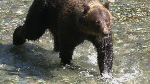 Sunlight glistens on wet brown bear walking in shallow salmon river