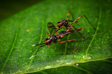 Sciapus is a genus of long-legged flies in the family Dolichopodidae, Macro photo of a pair of insects mating on a green leaf