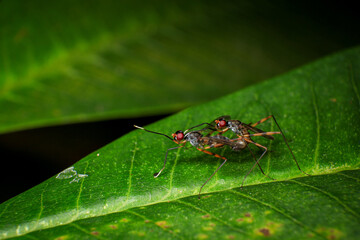 Sciapus is a genus of long-legged flies in the family Dolichopodidae, Macro photo of a pair of insects mating on a green leaf