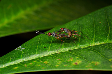 Sciapus is a genus of long-legged flies in the family Dolichopodidae, Macro photo of a pair of insects mating on a green leaf