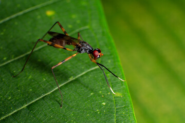 Sciapus is a genus of long-legged flies in the family Dolichopodidae, Macro photo of a pair of insects mating on a green leaf