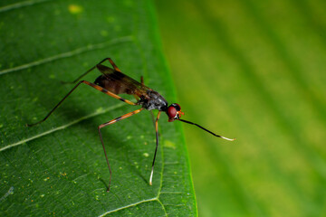 Sciapus is a genus of long-legged flies in the family Dolichopodidae, Macro photo of a pair of insects mating on a green leaf