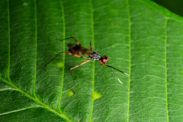 Sciapus is a genus of long-legged flies in the family Dolichopodidae, Macro photo of a pair of insects mating on a green leaf
