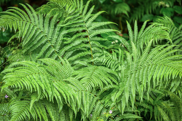 Ferns are seedless vascular plants, whose most outstanding morphological characteristics are their large leaves.