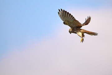 Turmfalke // Common kestrel (Falco tinnunculus)