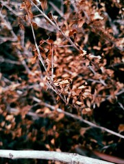 autumn leaves in the snow