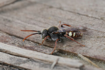 Closeup on a Large Bear-clawed Nomad Bee, Nomada alboguttata sitting on a peice of wood
