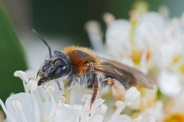 Closeup on a female red-tailed mining bee, Andrena haemorrhoa on a white flower