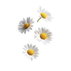 Four white daisies with yellow centers isolated on black background