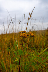 A field of tall grass with a single yellow flower in the foreground