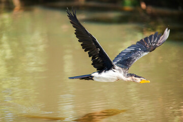 The little pied cormorant, little shag or kawaupaka is a common species of Australasian waterbird, found around the coasts, islands, estuaries, and inland waters of Australia.