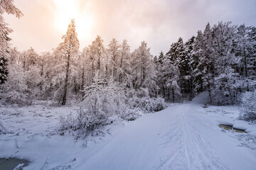 A snowy forest with a path through it