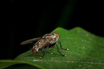 Condylostylus fly on leaf in the nature , Condylostylus is a genus of flies in the family Dolichopodidae. It is the second largest genus in the subfamily
