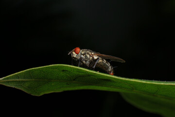 Condylostylus fly on leaf in the nature , Condylostylus is a genus of flies in the family Dolichopodidae. It is the second largest genus in the subfamily
