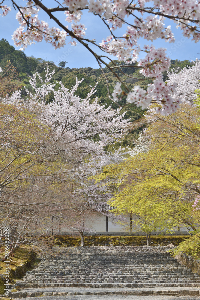 Poster 二尊院の桜