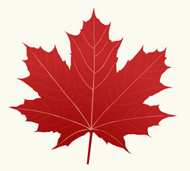 Colorful autumn maple leaf Vector