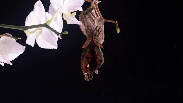 The Magnificent Emergence of the Atlas Moth: A Stunning Time-Lapse of Nature's Masterpiece