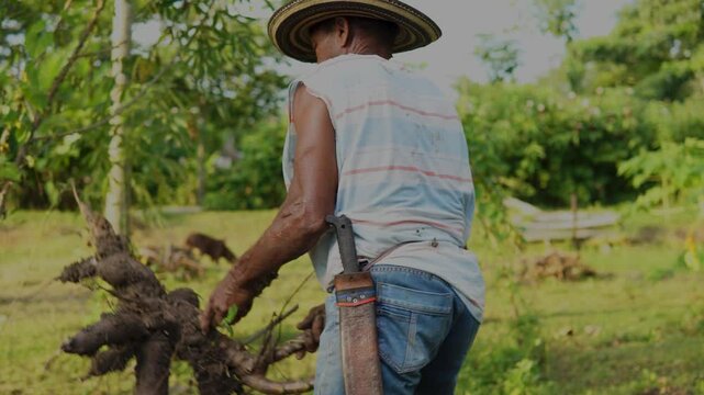 Campesino o trabajador del campo de la costa colombiana, cultivador de mata de yuca, tuberculo o raiz.  vestimenta de finca o campo con sombrero vueltiao, con machete, botas pantaneras y perro fiel.