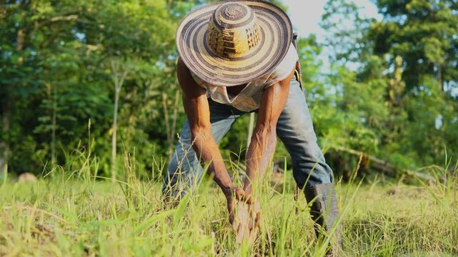 Campesino o trabajador del campo de la costa colombiana, cultivador de mata de yuca, tuberculo o raiz.  vestimenta de finca o campo con sombrero vueltiao, con machete, botas pantaneras y perro fiel.