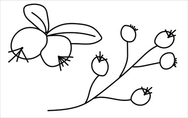 Hand-Drawn Coloring Collection Cozy Berries of Vector Illustrations